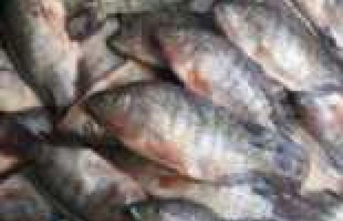 دراسة: تناول الأسماك يقي من الإصابة بمرض الزهايمر
