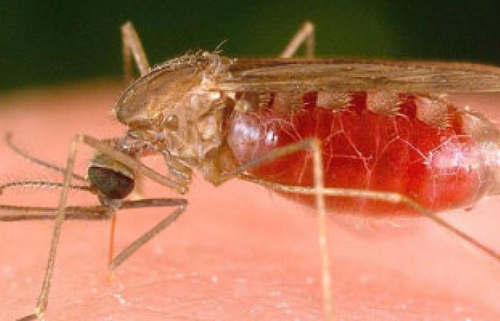 فاسو- سواب الصابونة الجديدة المضادة للملاريا