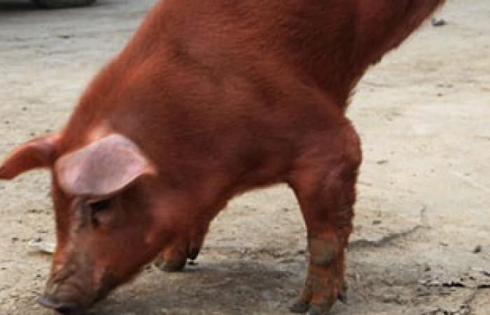 "ديلى ميل": لحم الخنزير المقدد يصيب الرجال بالعقم