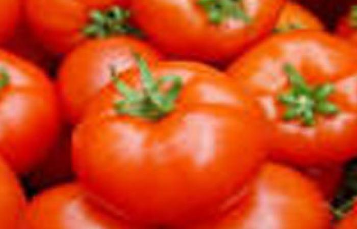 الزراعة: مصر الخامس عالميا فى زراعة الطماطم ولا نستورد من "إسرائيل"