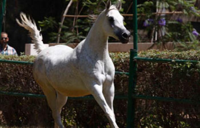 اليوم.. وزير الزراعة يفتتح بطولة مصر الدولية لجمال الخيول