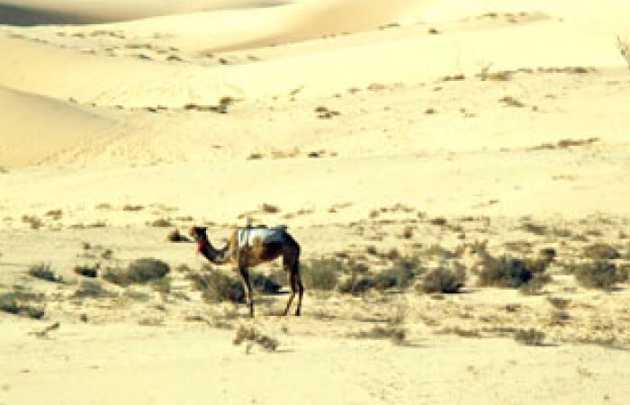 المغرب يستثمر عشر مرات أكثر مما يجنيه فى الصحراء بهدف تطبيق الحكم الذاتى