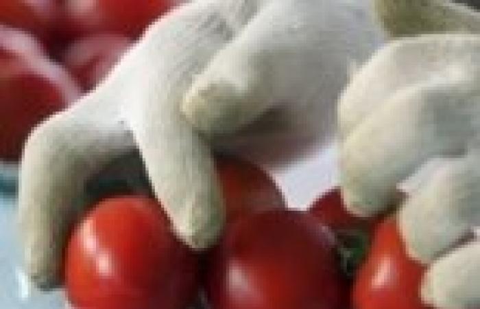 دراسة: إتباع نظام غذائي غني بـ"الطماطم" يقلل خطر الإصابة بسرطان الثدي