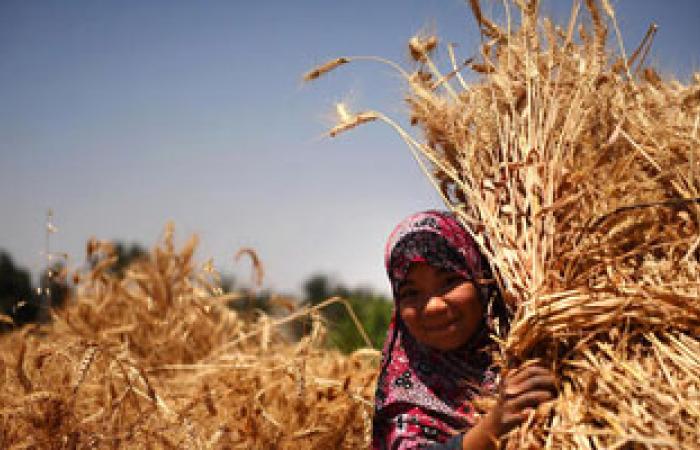 مصر تشترى 535 ألف طن من القمح من أوكرانيا وروسيا ورومانيا وفرنسا