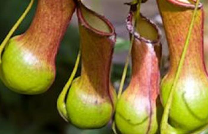 نبات استوائى يستخدم كمادة لطلاء دواخل المستلزمات الطبية