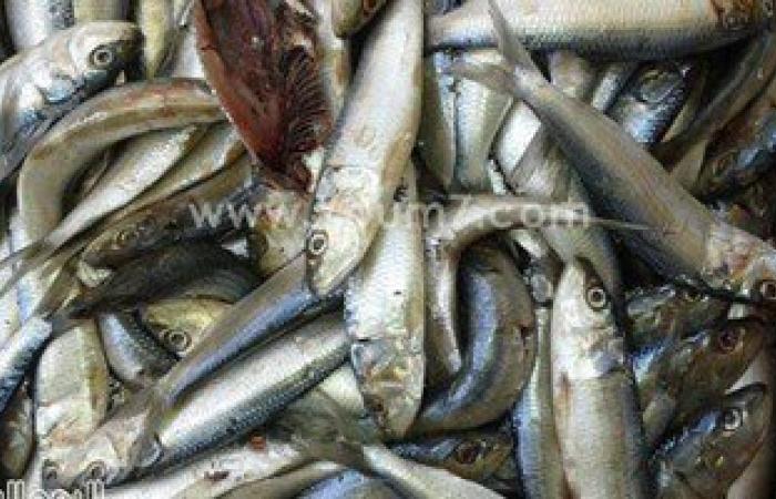 مباحث التموين تصادر ٢٠ طن أسماك ورنجة فاسدة وتعلن عن تليفون للشكاوى