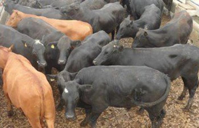 الزراعة تحظر نقل الماشية من سيناء لانتشار أمراض وبائية على الحدود