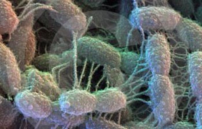 البكتيريا الحلزونية السبب وراء 90% من أمراض المعدة