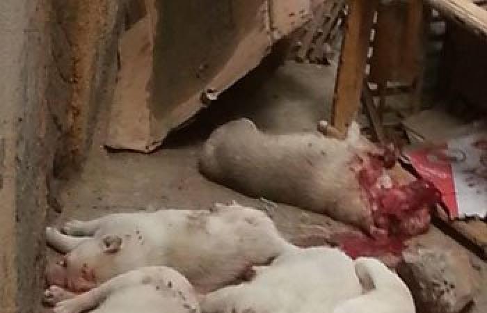 بالصور.. مذبحة كلاب بالإسكندرية.. شخص يقتل 6 جراء طعنا بالمسامير