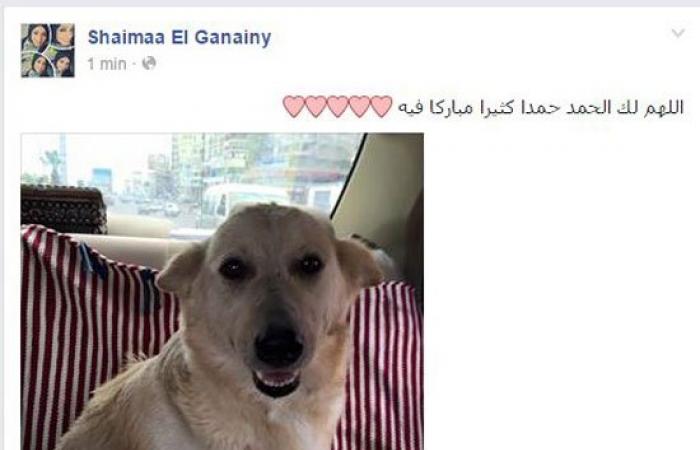 بالصور.. بلاغات ضد مرتكب "مذبحة كلاب إسكندرية".. وناشطة تتبنى "الأم"