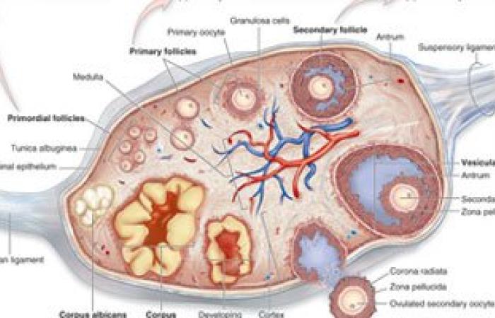 تعرفى على علاج أعراض تكيسات المبايض