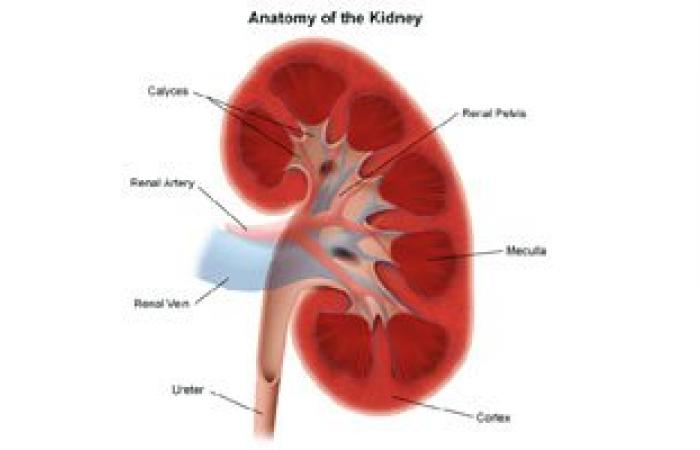 تعرف على أعراض تكيسات الكلى وطرق علاجها