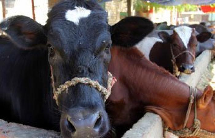 "الزراعة": 30% تراجع فى استيراد اللحوم بسب ارتفاع سعر الدولار