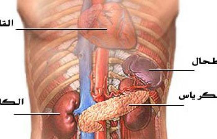 "الطحال" الجندى المجهول فى الجسم.. تعرف على وظائفه