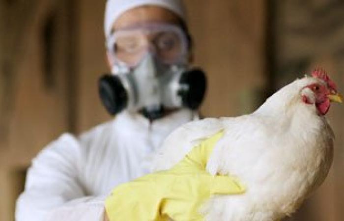 اكتشاف4 بؤر إيجابية لأنفلونزا الطيور بالمنوفية وتحصين مليونى طائر ضد المرض