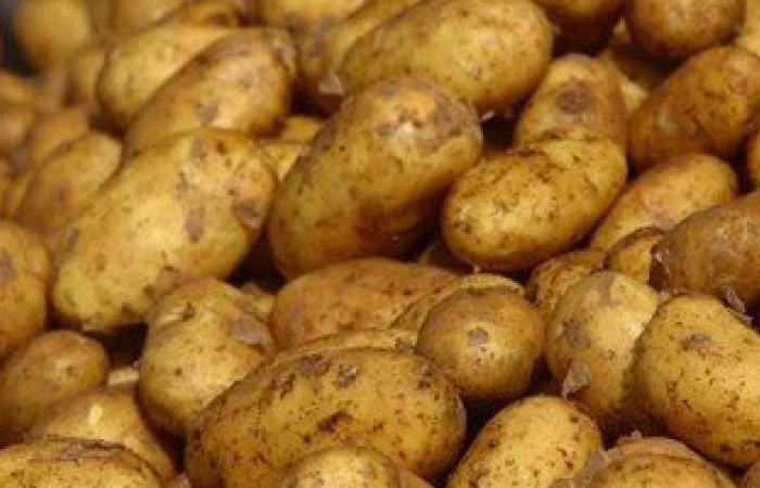 "زراعة" سوهاج: زراعة 1800 فدان من محصول البطاطس.. والتقاوى "سليمة"