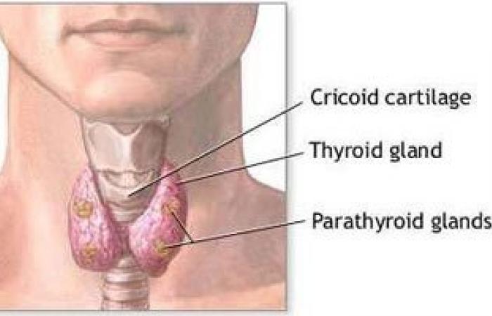 أستاذ غدد صماء: نسب الإصابة بالغدة الدرقية بين النساء أعلى من الرجال