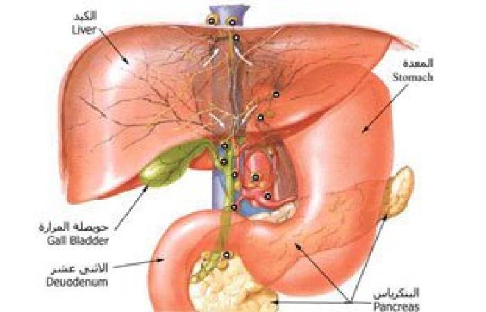 5 طرق طبيعية للحصول على كبد صحى