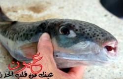 ضبط 86 كيلو من الأسماك التي تدعى  "البقرة" السامة السامة في الإسكندرية المحظورة صيدها وتداولها بالاسواق