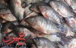 «زراعة البرلمان» تكشف سبب ارتفاع أسعار الأسماك