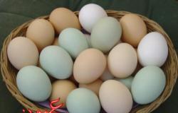هل تعلم ماذا يحدث للجسم عند المداومة على تناول البيض يومياً؟
