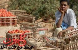 تعرف على موعد انتهاء أزمة «جنون سعر الطماطم»