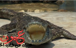 بالفيديو || اصطياد تمساح مفترس بالقليوبية وحالة من الرعب تسيطر على الأهالي والري تصرح بأن سد النهضة سبب انتشار التماسيح بالقاهرة والدلتا