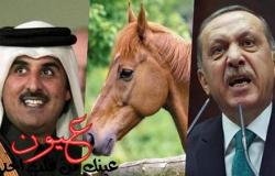 أمير قطر يطلق اسم أردوغان على حصانه الجديد