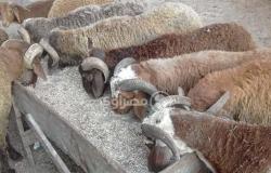 بالصور- خروف العيد في كفر الشيخ "للفُرجة فقط".. وتجار: أسعار الأعلاف السبب