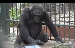 الشمبانزي "لوزة" تخطف أنظار زائري حديقة الحيوان لمدة 13 سنة .. تعرف على السبب