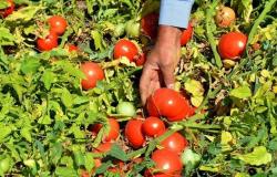 "الرزاعة" عن وقف استيراد بذور الطماطم "023": "حرصا على صحة المواطنين"
