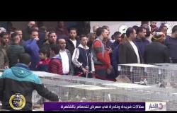 الأخبار – سلالات فريدة ونادرة في معرض للحمام بالقاهرة