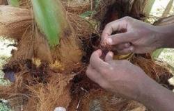 «الزراعة»: علاج 12 ألف نخلة مصابة بالسوسة الحمراء وتكثيف لجان المكافحة