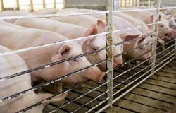 المغرب يعلن وفاة 9 أشخاص إثر الإصابة بانفلونزا الخنازير