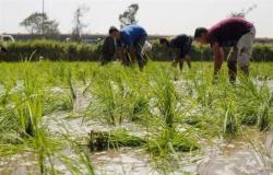 "الري" تصدر قرارًا وزاريًا بتحديد مساحات زراعة الأرز هذا العام