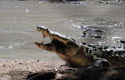 مصدر يكشف لـ "سبوتنيك" كيف وصل التمساح إلى مياه دجلة جنوبي العراق (صور)