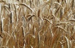 مصر تشتري 2.7 مليون طن من القمح المحلي منذ بداية الموسم