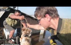 رجال الإنقاذ يبحثون عن حيوانات أليفة في إركوتسك