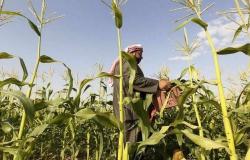تقرير..انتاج 86.4% من الحيازات الزراعية السعودية مخصص للبيع نهاية 2017