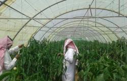الزراعة السعودية تطرح مشاريع استثمارية للشركات