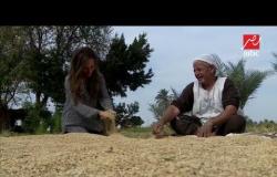 حصاد الأرز .. خير جديد للمصريين بعد تحقيق الإكتفاء الذاتي