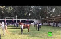 افتتاح بطولة مصر القومية والدولية لجمال الخيول العرببة الأصيلة في القاهرة