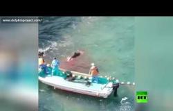 لقطات حصرية من الدرونات لعمليات قتل دلافين تاجي
