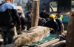 صور : الدفاع المدني يساعد بنقل دب لإجراء عملية جراحية له في حديقة غمدان للحيوانات