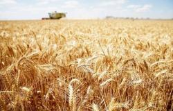 الحبوب السعودية تودع 10.5 مليون ريال بحسابات مزارعي القمح