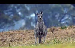 أستراليا: وادي الكنغر تحول إلى وادي الأشباح!