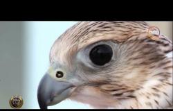 أفلام وثائقية - " شاهين الكنز الثمين " أقوى الطيور الجارحة وأكثرها سرعة