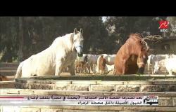 تعرف على عائلات الخيول المصرية الأصيلة المتواجدة في محطة الزهراء للخيول