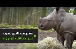 صغير وحيد القرن يتعرف على الحيوانات لأول مرة!