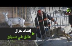 إنقاذ غزال عالق في سياج!